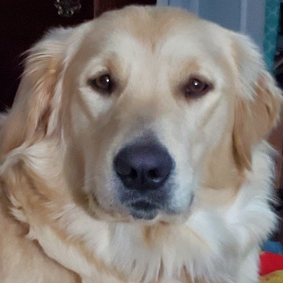 Meet your Posher, Julie - Picture 4 of 8